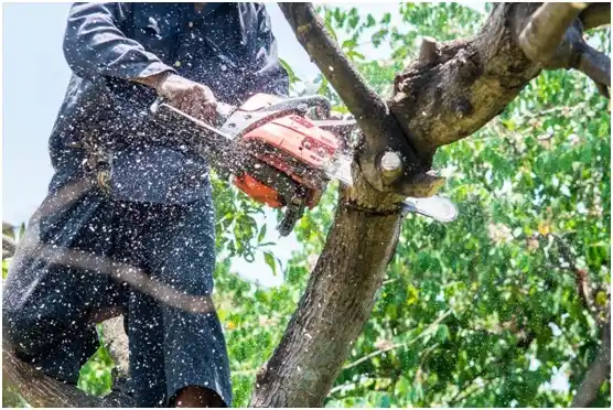 tree services Obion